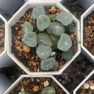 2PCS RareSucculents Haworthia Maughanni Garden Décor Boutique