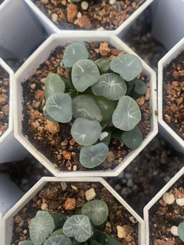 2PCS RareSucculents Haworthia Maughanni Garden Décor Boutique