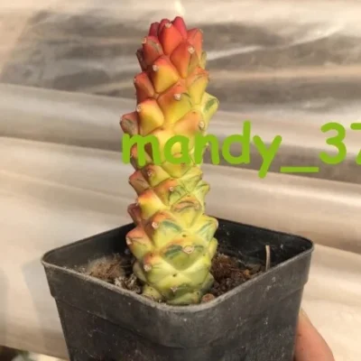 3PCS Monadenium ritchiei Cactaceae Rarecactus cacti Succulent garden plants