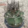 Succulent cactus Plant Astrophytum capricorne var. green seedgrowth 8-10CM