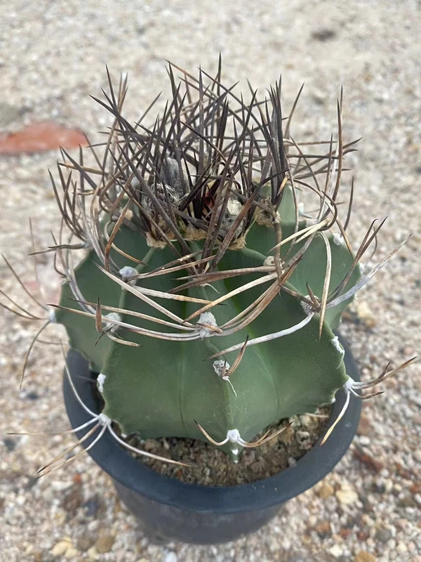 Succulent cactus Plant Astrophytum capricorne var. green seedgrowth 8-10CM