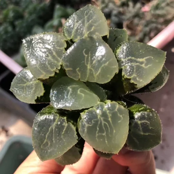 2PCS Haworthia Correcta RareSucculent cactus Plant 5-7CM