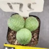 Euphorbia obesa Multiple heads Succulent plants potted Home Garden Plants 4-5cm