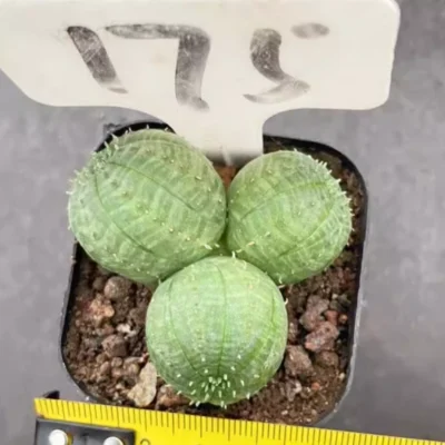 Euphorbia obesa Multiple heads Succulent plants potted Home Garden Plants 4-5cm