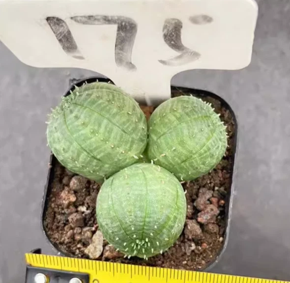 Euphorbia obesa Multiple heads Succulent plants potted Home Garden Plants 4-5cm