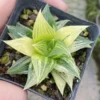 RareSucculent Plant Haworthia comptoniana Variegated WYSIWYG Garden 6-8CM
