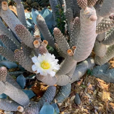 2PCS Tephrocactus Articulatus var.Strobiliformis RareSucculent Cactus Plant
