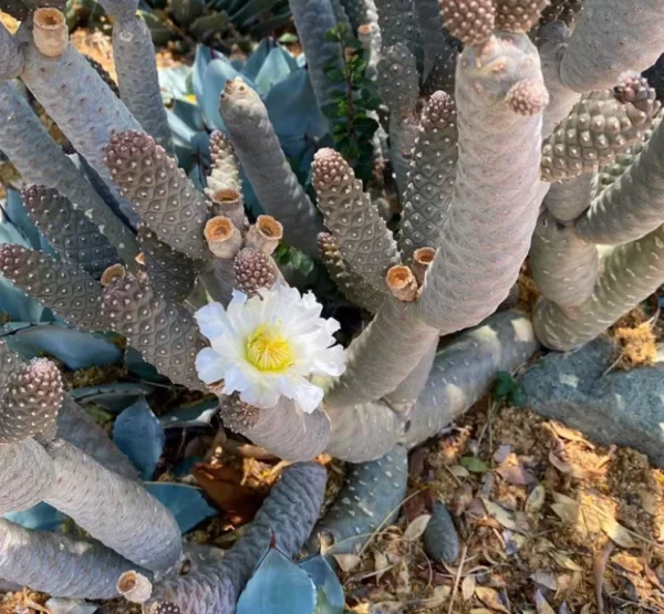 2PCS Tephrocactus Articulatus var.Strobiliformis RareSucculent Cactus Plant