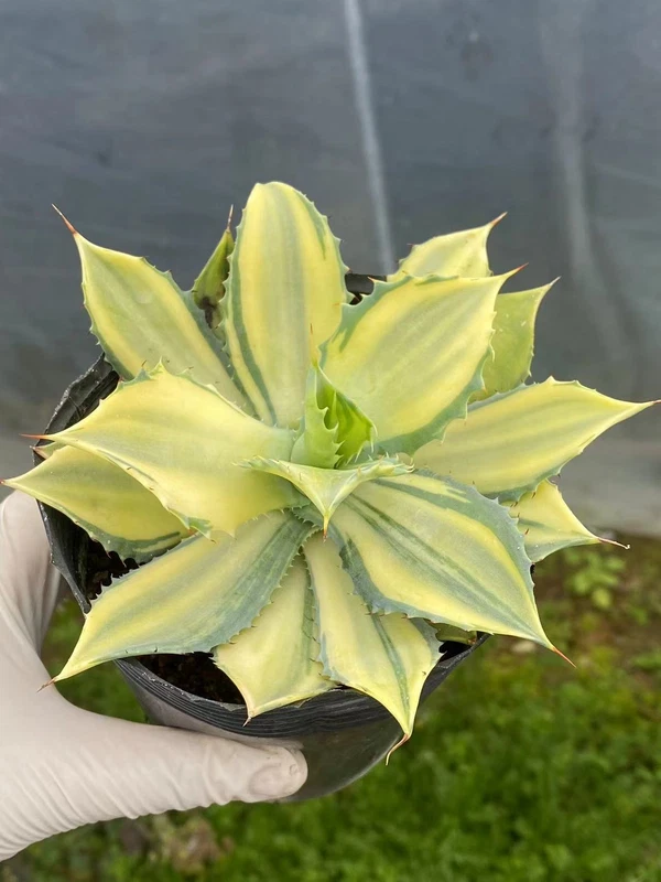 Succulent Cactus Agave Plant Agave Potatorum Verschaffelti Variegata 10CM