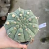 RareSucculent Plant Gymnocalycium vatteri WYSIWYG Garden ownroot 4#