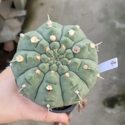 RareSucculent Plant Gymnocalycium vatteri WYSIWYG Garden ownroot 4#