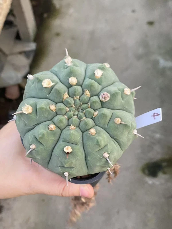 RareSucculent Plant Gymnocalycium vatteri WYSIWYG Garden ownroot 4#