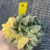 Haworthia Obtusa Hybrid varigated Succulent plants potted Plants WYSIYWG 6