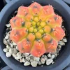 RareSucculent Plant Gymnocalycium quehlianum Variegated seedgrowth random