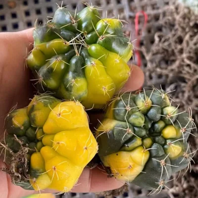 RareSucculent Plant Gymnocalycium baldianum Variegated Own Root 3-6CM