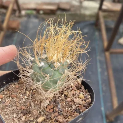 Turbinicarpus pseudomacrochele Succulent Plant seedgrowth Garden Décor WYSIWYG