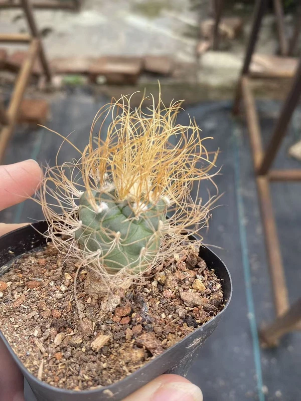 Turbinicarpus pseudomacrochele Succulent Plant seedgrowth Garden Décor WYSIWYG