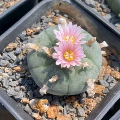 5CM LW Succulent Cactus Plant Beautiful Cactus Garden Décor Boutique