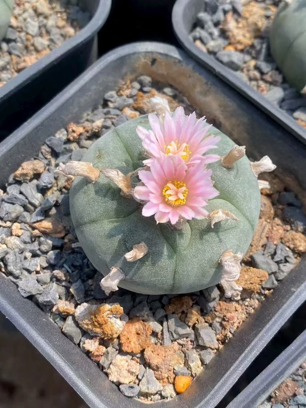 5CM LW Succulent Cactus Plant Beautiful Cactus Garden Décor Boutique