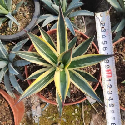 RareSucculent Plant agave Blue Glow variation succulent plant 10CM