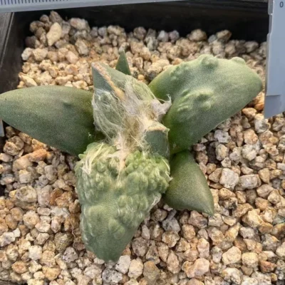 RareSucculent cactus Plant Ariocarpus 'Cauliflower' seedgrowth WYSIWYG7.17-2