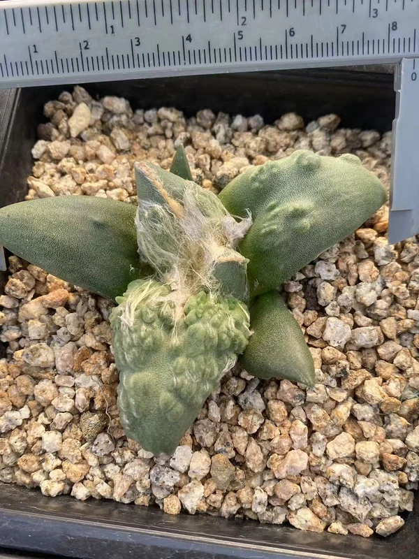 RareSucculent cactus Plant Ariocarpus 'Cauliflower' seedgrowth WYSIWYG7.17-2