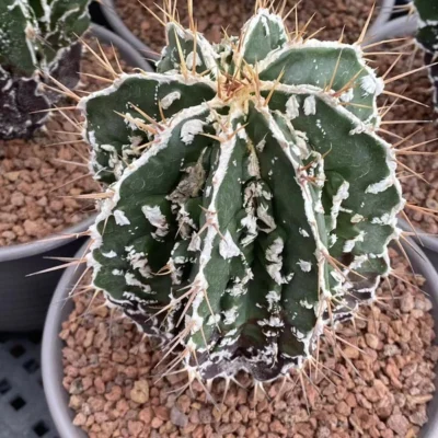 2PCS Astrophytum ornatum cv. Fukuryu RareCactus seedinggrowth 2-3CM