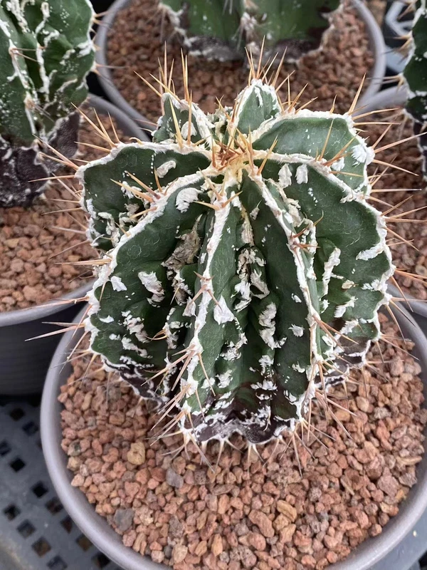 2PCS Astrophytum ornatum cv. Fukuryu RareCactus seedinggrowth 2-3CM