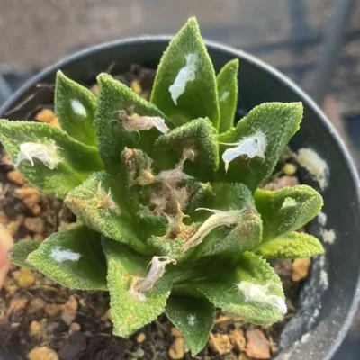 Ariocarpus bravoanus RareSucculent seedgrowth Garden Décor Boutique WYSIWYG