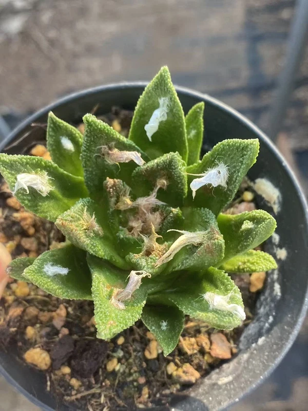 Ariocarpus bravoanus RareSucculent seedgrowth Garden Décor Boutique WYSIWYG