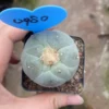 RareSucculent Multiple-head LF cactus Garden beautiful Plant seedgrowth WYSIWYG