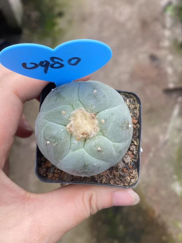 RareSucculent Multiple-head LF cactus Garden beautiful Plant seedgrowth WYSIWYG