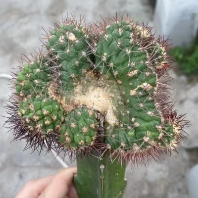 RareSucculent cactus Plant New Hybird Cristata Garden Décor Boutique cutting