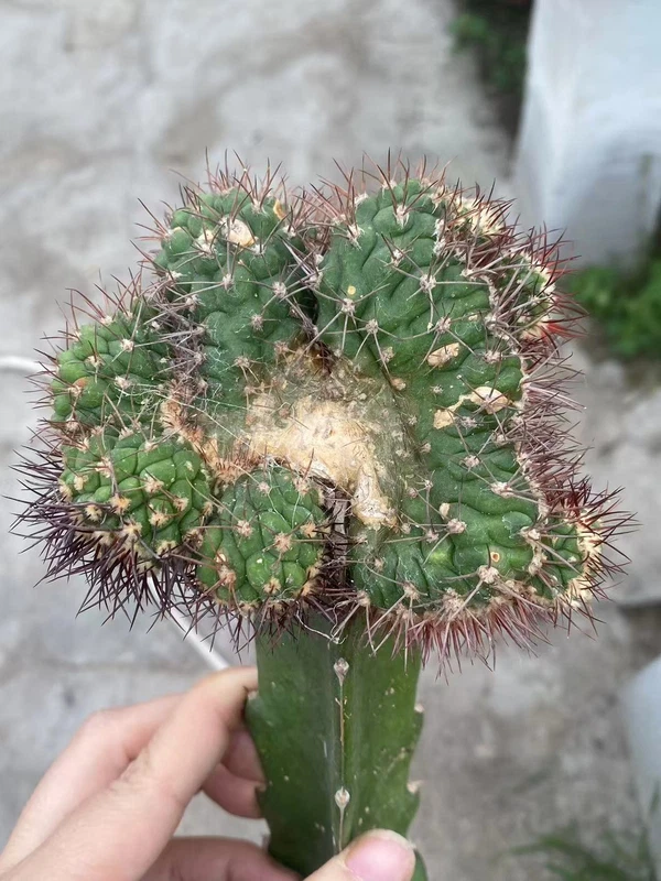 RareSucculent cactus Plant New Hybird Cristata Garden Décor Boutique cutting