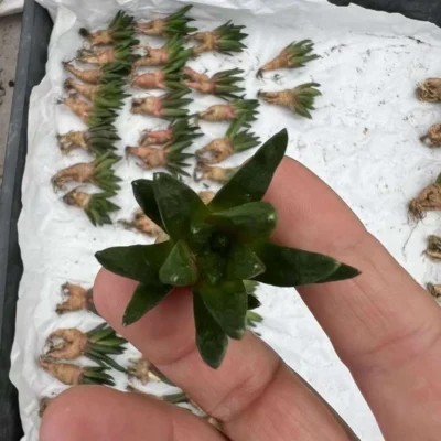 RareSucculent Plant Ariocarpus scapharostrus seedgrowth Garden 1PC