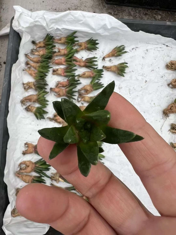 RareSucculent Plant Ariocarpus scapharostrus seedgrowth Garden 1PC