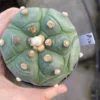 Astrophytum asterias Primitive succulent plants seedgrowth WYSIWYG A2