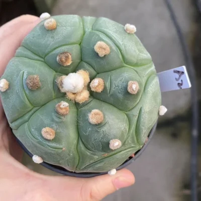 Astrophytum asterias Primitive succulent plants seedgrowth WYSIWYG A2