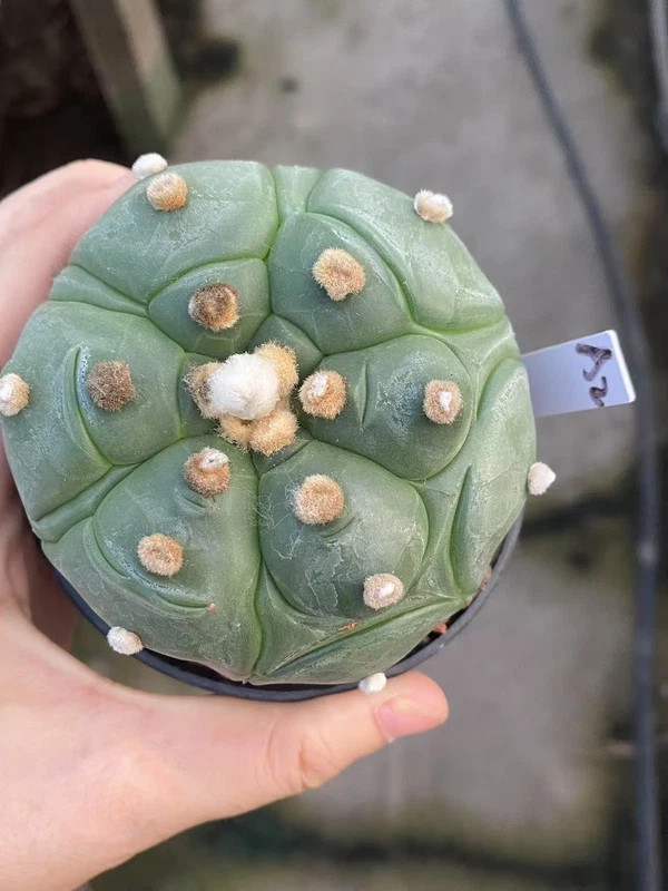 Astrophytum asterias Primitive succulent plants seedgrowth WYSIWYG A2