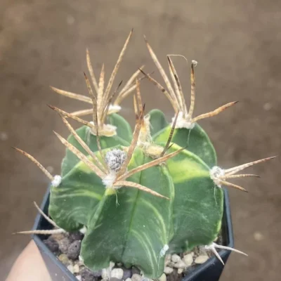 Astrophytum Capricorne Buffalo Suigyu variegated succulent seedgrowth WYSIWYG 4