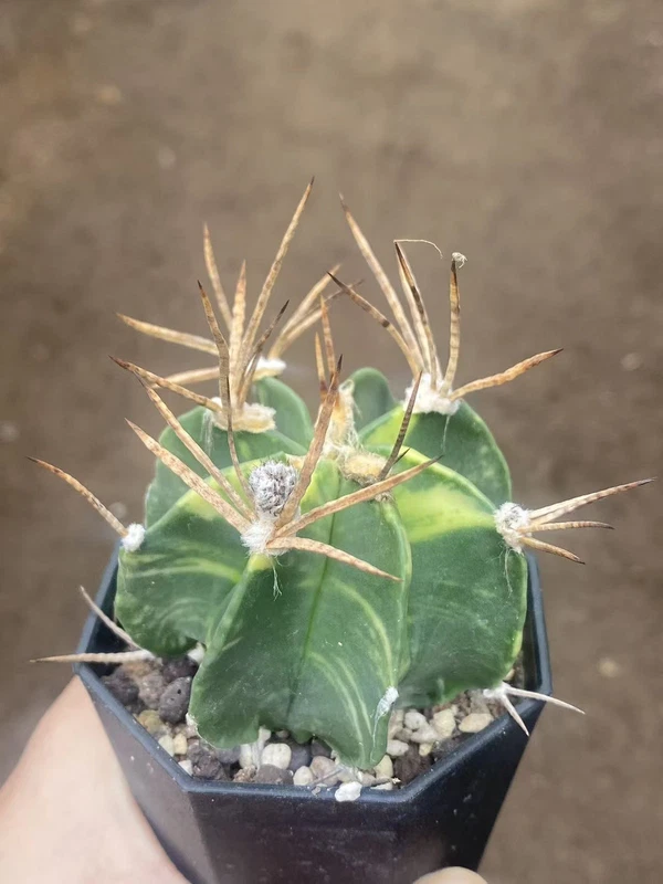 Astrophytum Capricorne Buffalo Suigyu variegated succulent seedgrowth WYSIWYG 4