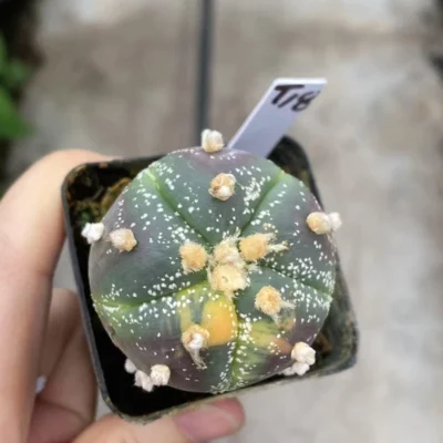 Astrophytum asterias Variegated seedgrowth RareSucculent plant WYSIWYG T18