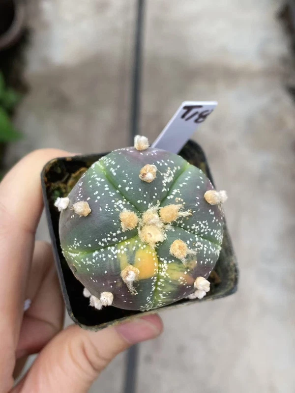 Astrophytum asterias Variegated seedgrowth RareSucculent plant WYSIWYG T18