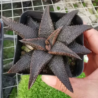 5-7cm Succulent plants Haworthia Haworthiopsiskoelmaniorum potted Garden Plants