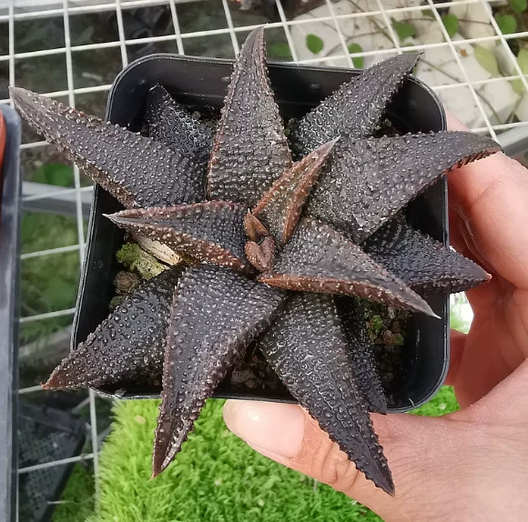 5-7cm Succulent plants Haworthia Haworthiopsiskoelmaniorum potted Garden Plants