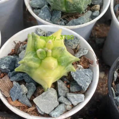 Astrophytum myriostygma 'Kikko' variegated- SeedGrown random 2-3CM
