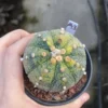 SucculentCactusPlant Astrophytum Asterias Variegated Cactaceae WYSIWYGUnique A3
