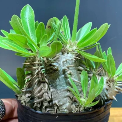 Pachypodium brevicaule × densiflorum Raresucculent tuberous plants ownroot