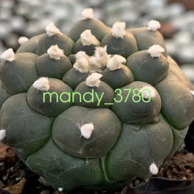 Astrophytum asterias Primitive succulent cactus plants beautiful plants 4-5cm