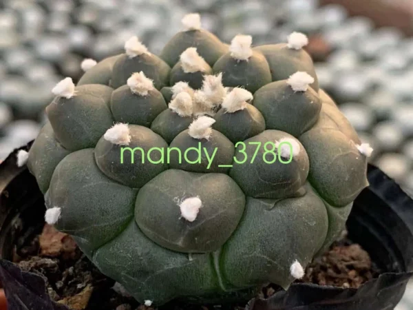 Astrophytum asterias Primitive succulent cactus plants beautiful plants 4-5cm